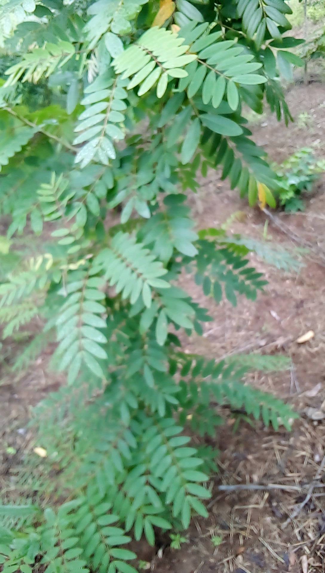 tree