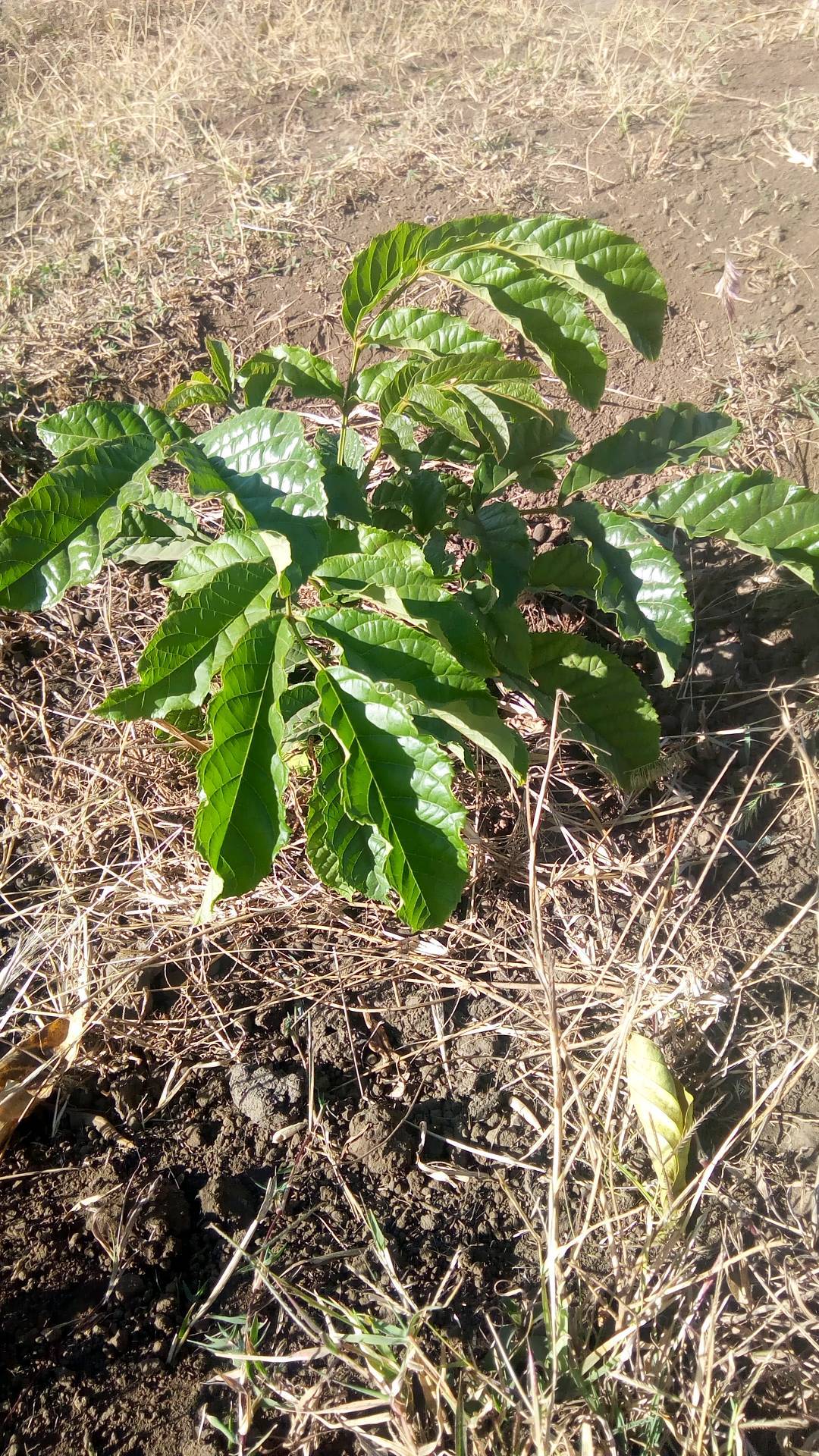 tree