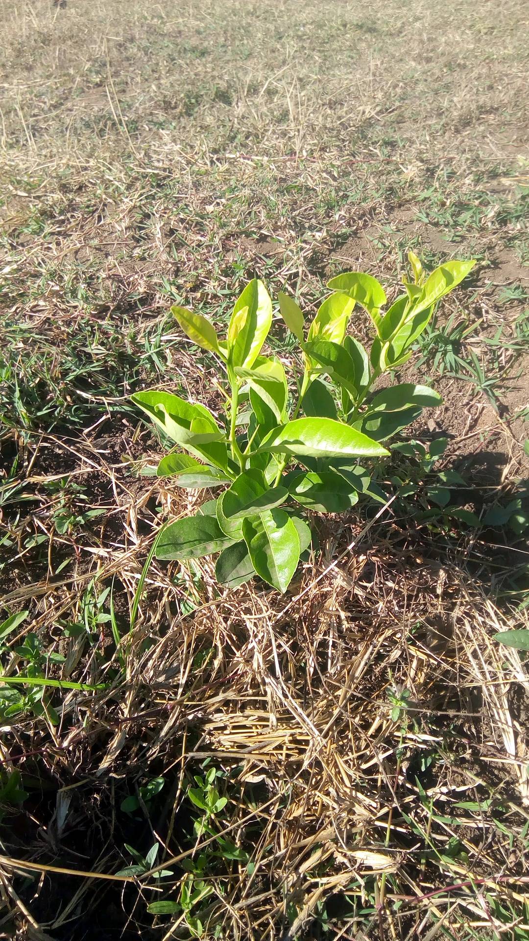 tree