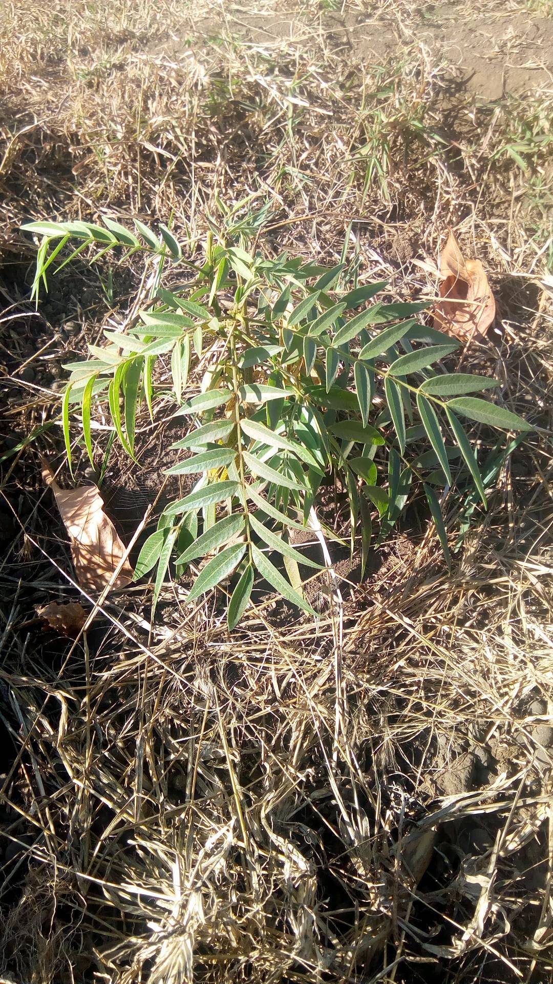 tree