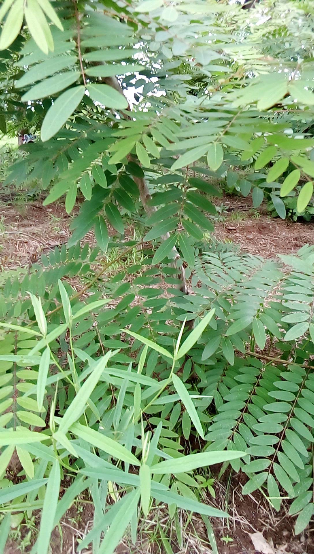 tree