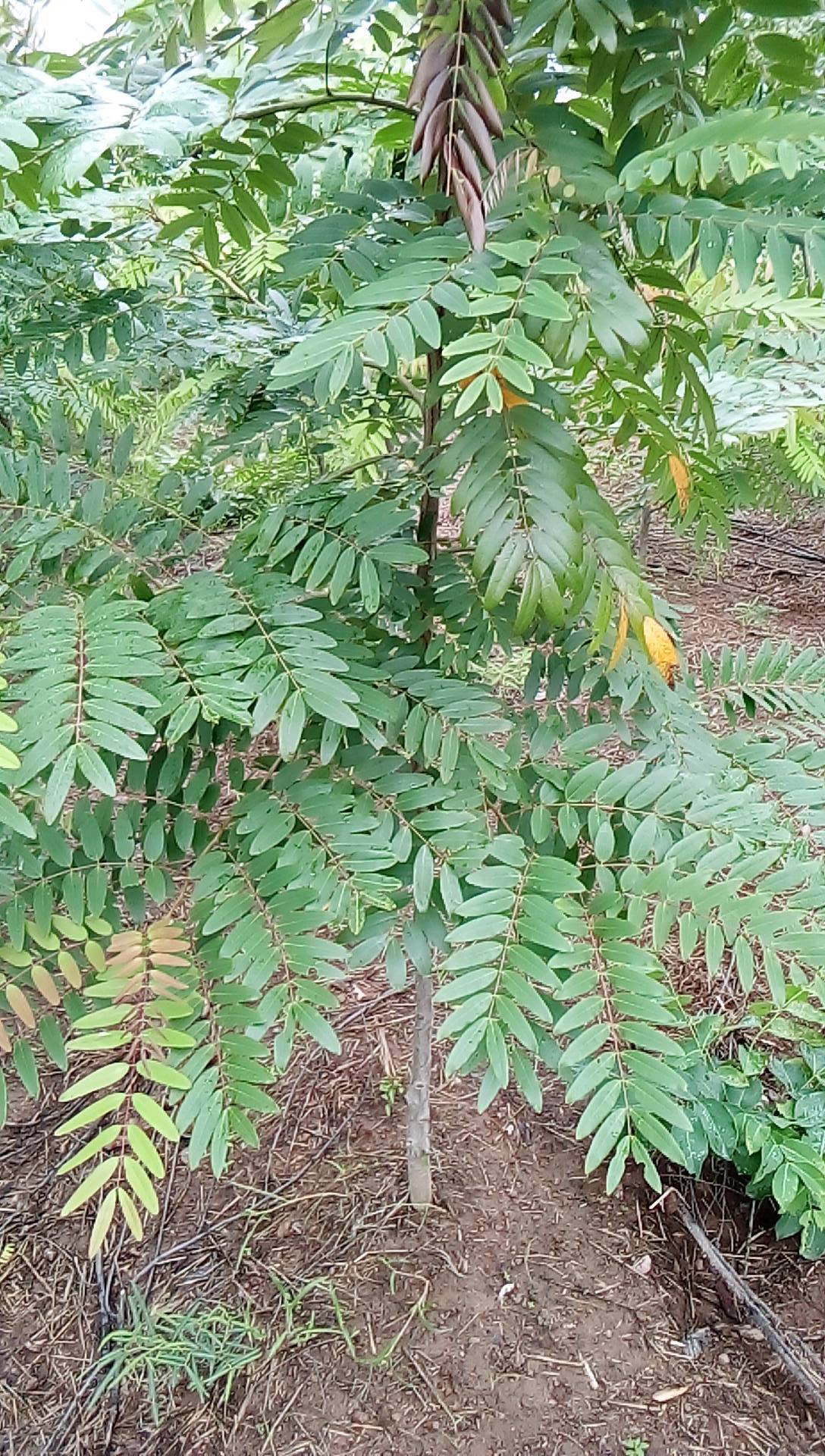 tree