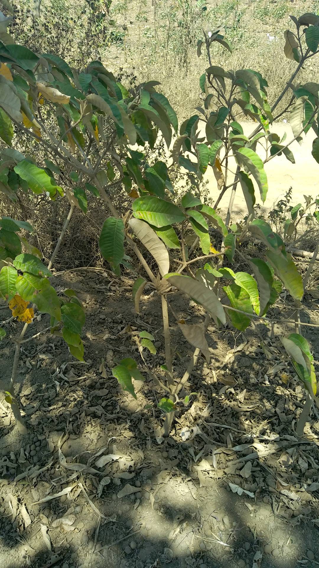 tree