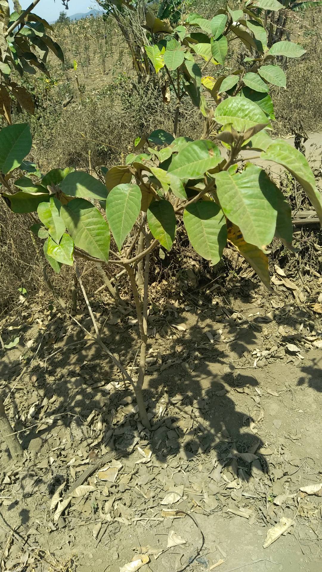 tree