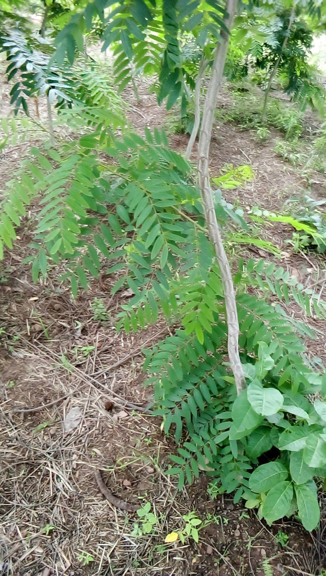 tree