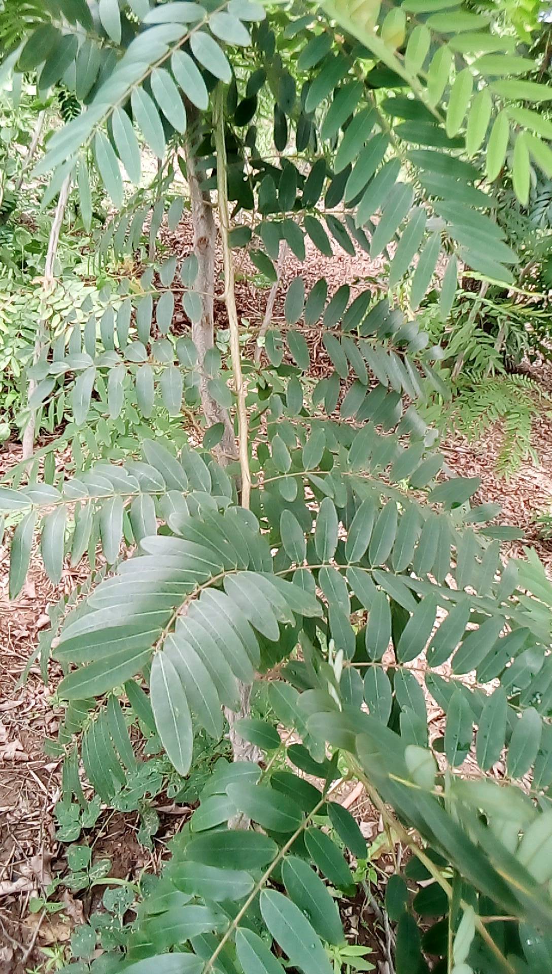 tree