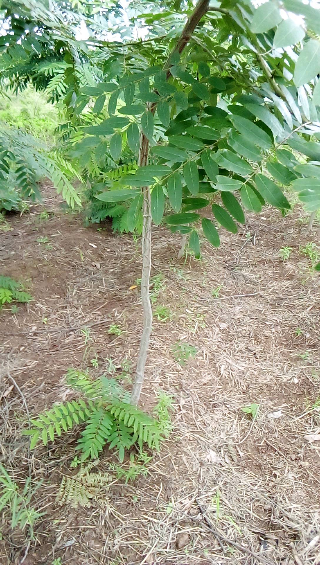 tree