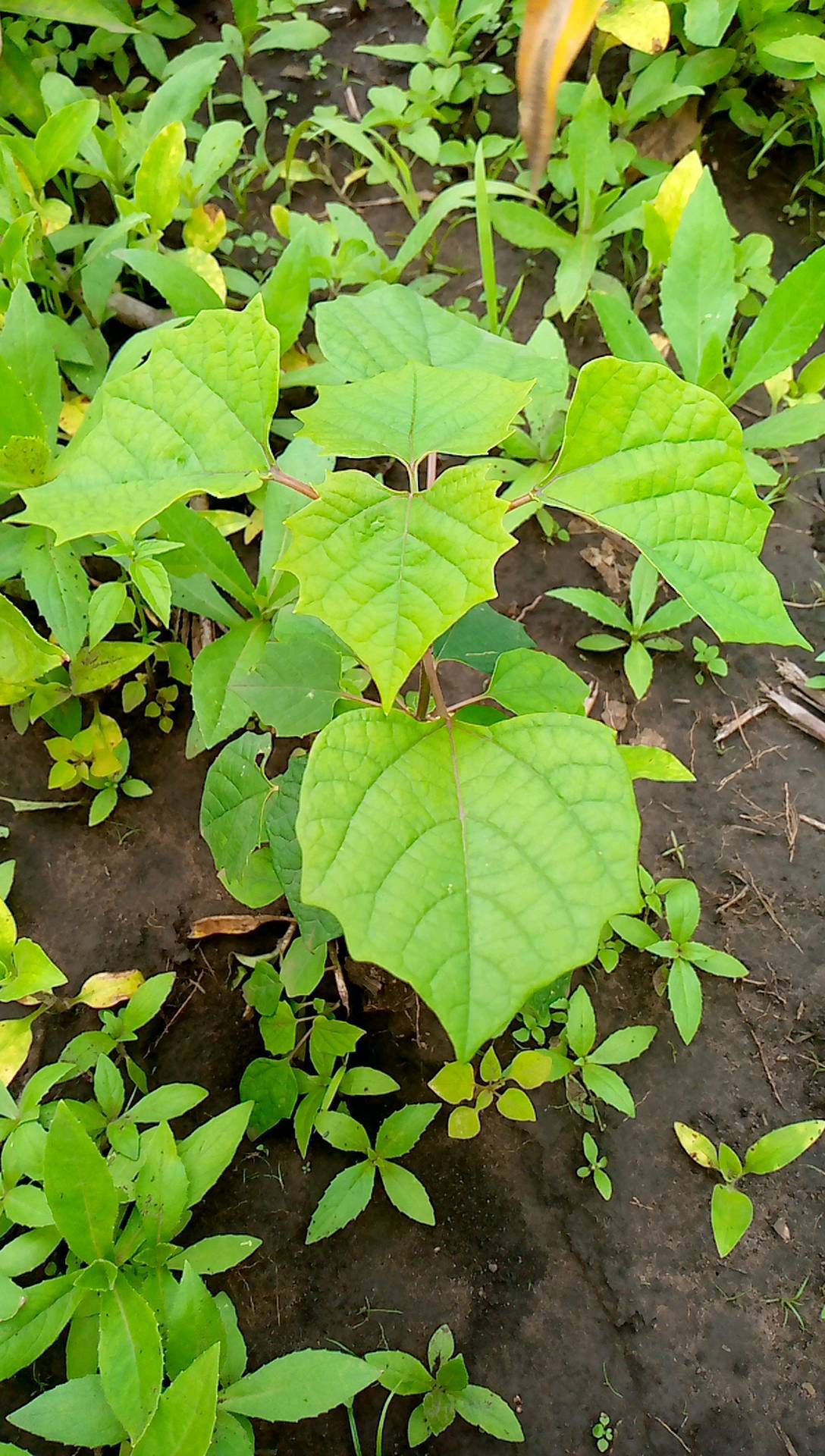 tree