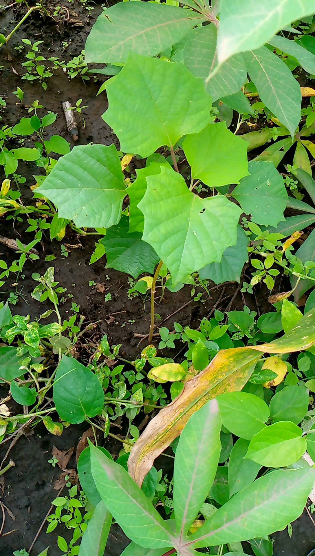 tree