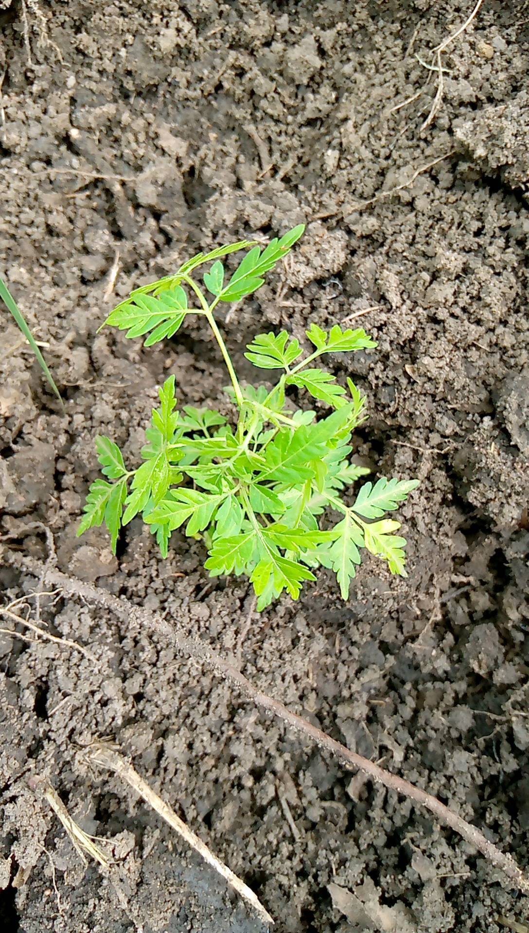 tree