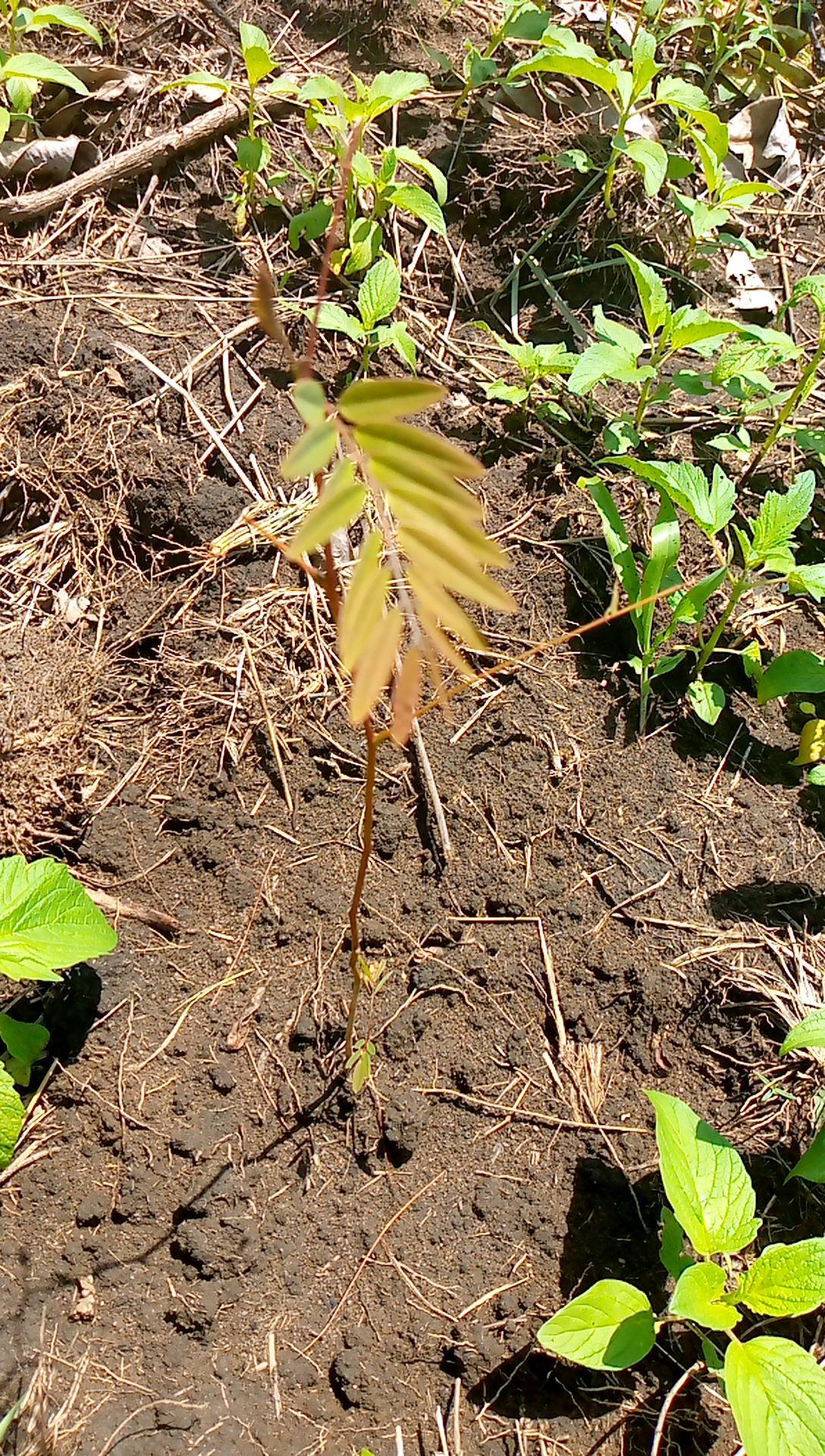 tree