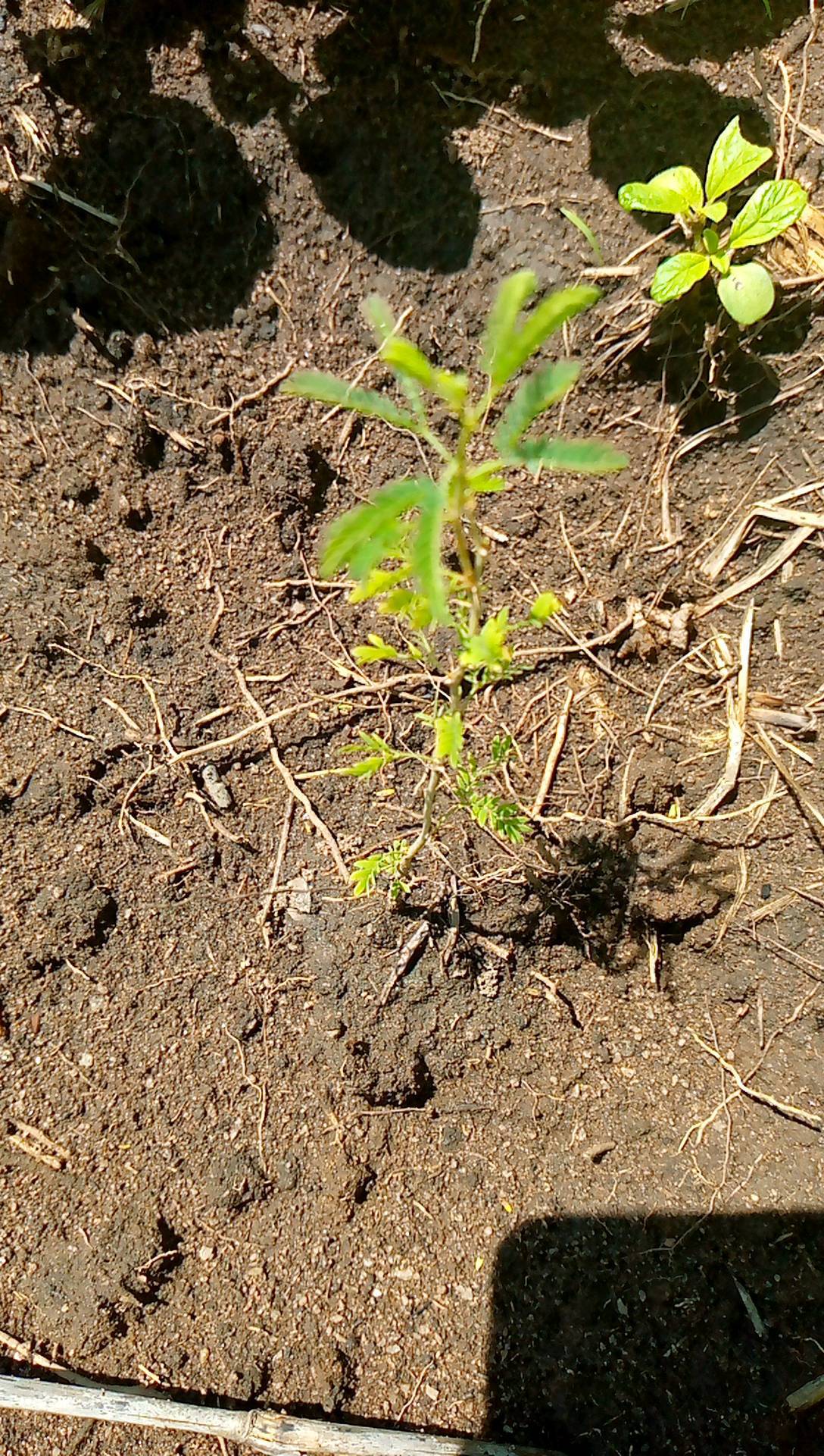 tree