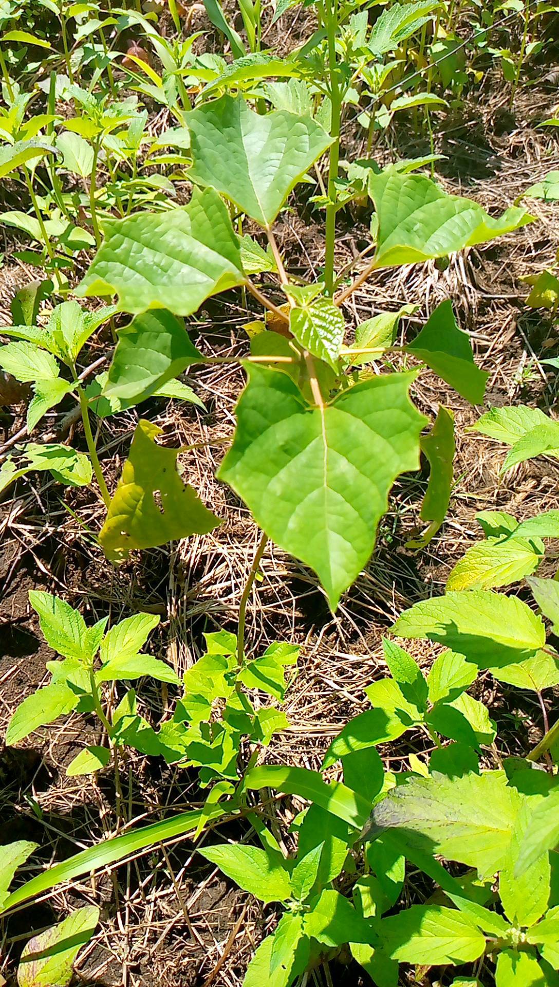 tree