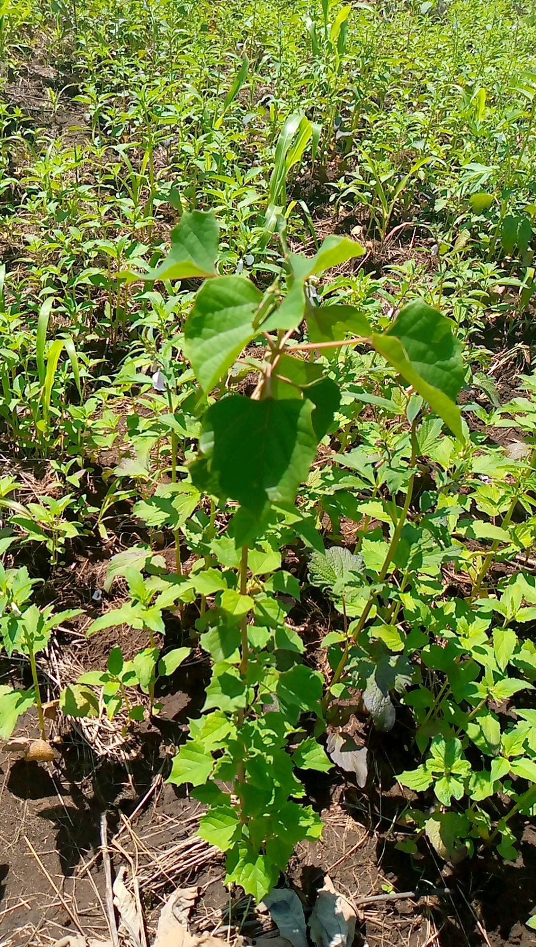 tree