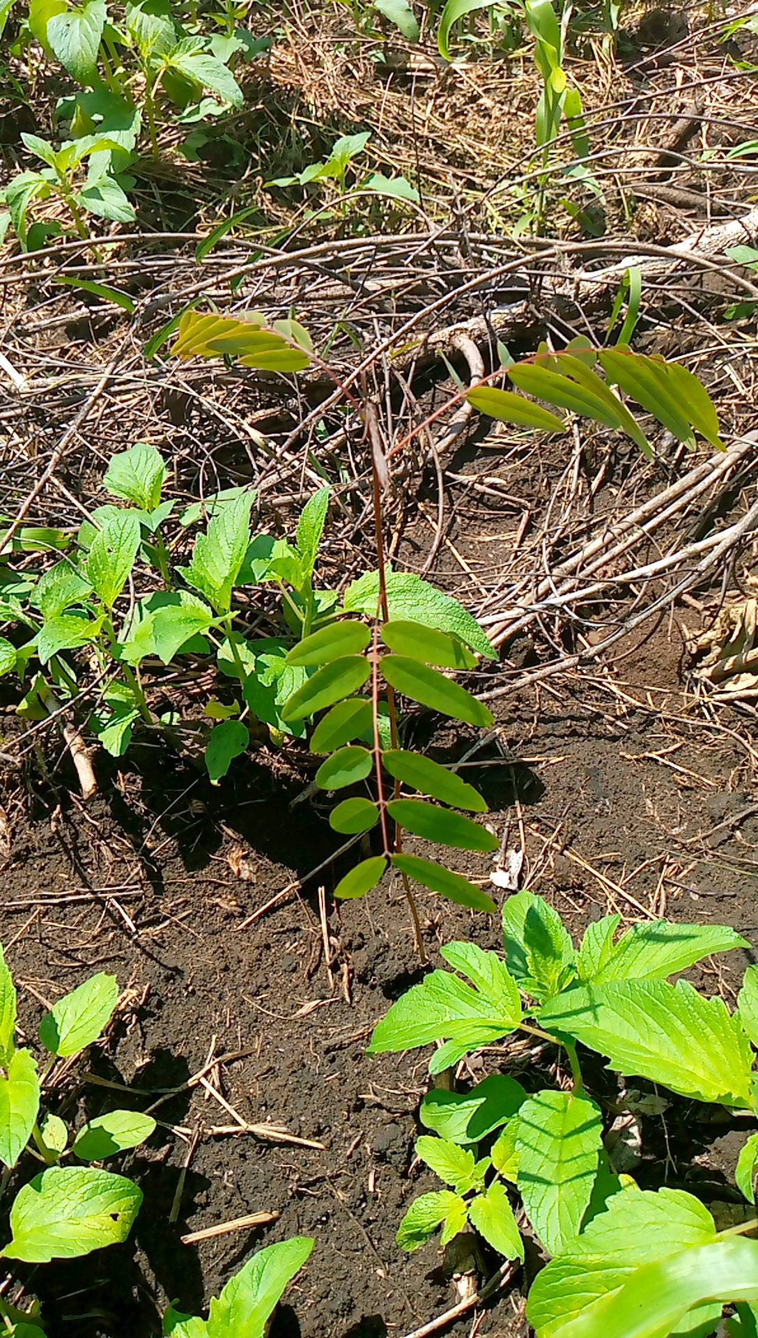 tree