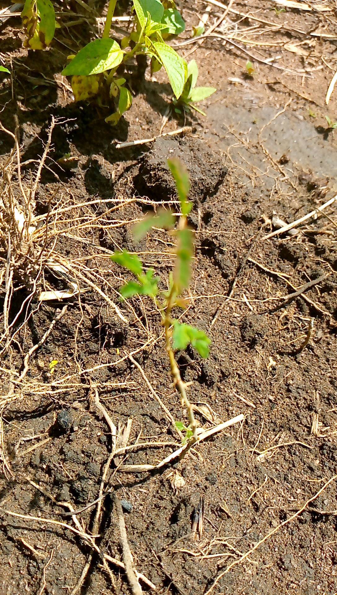 tree