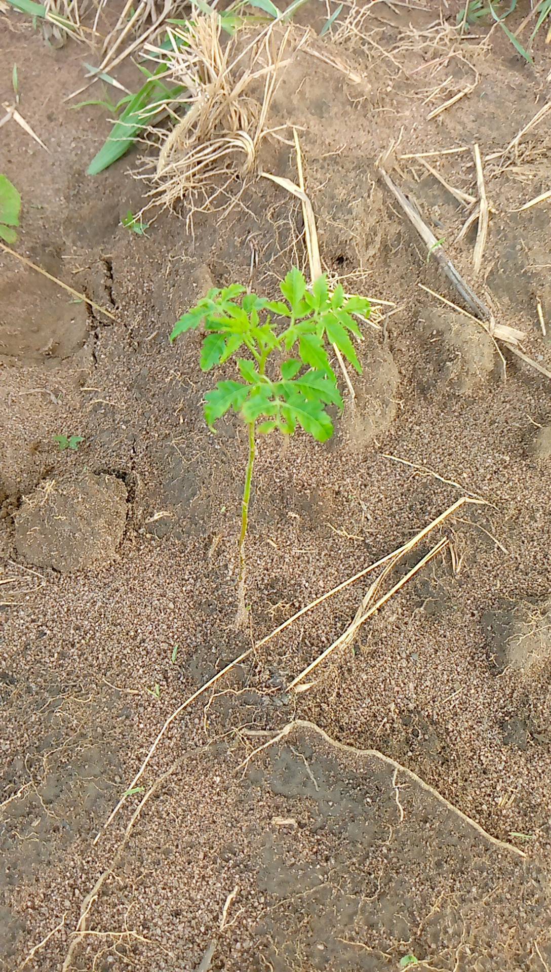 tree