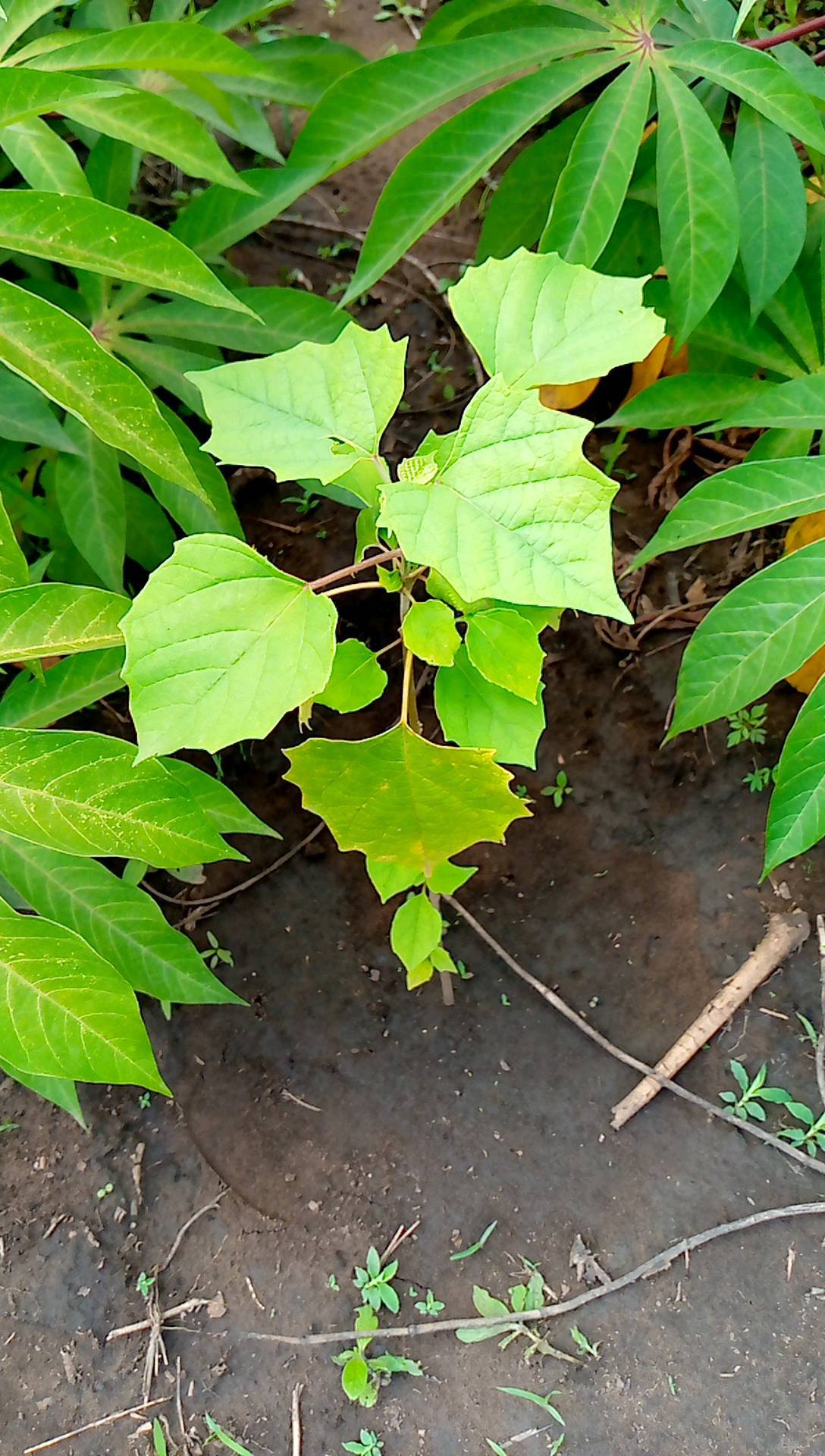 tree