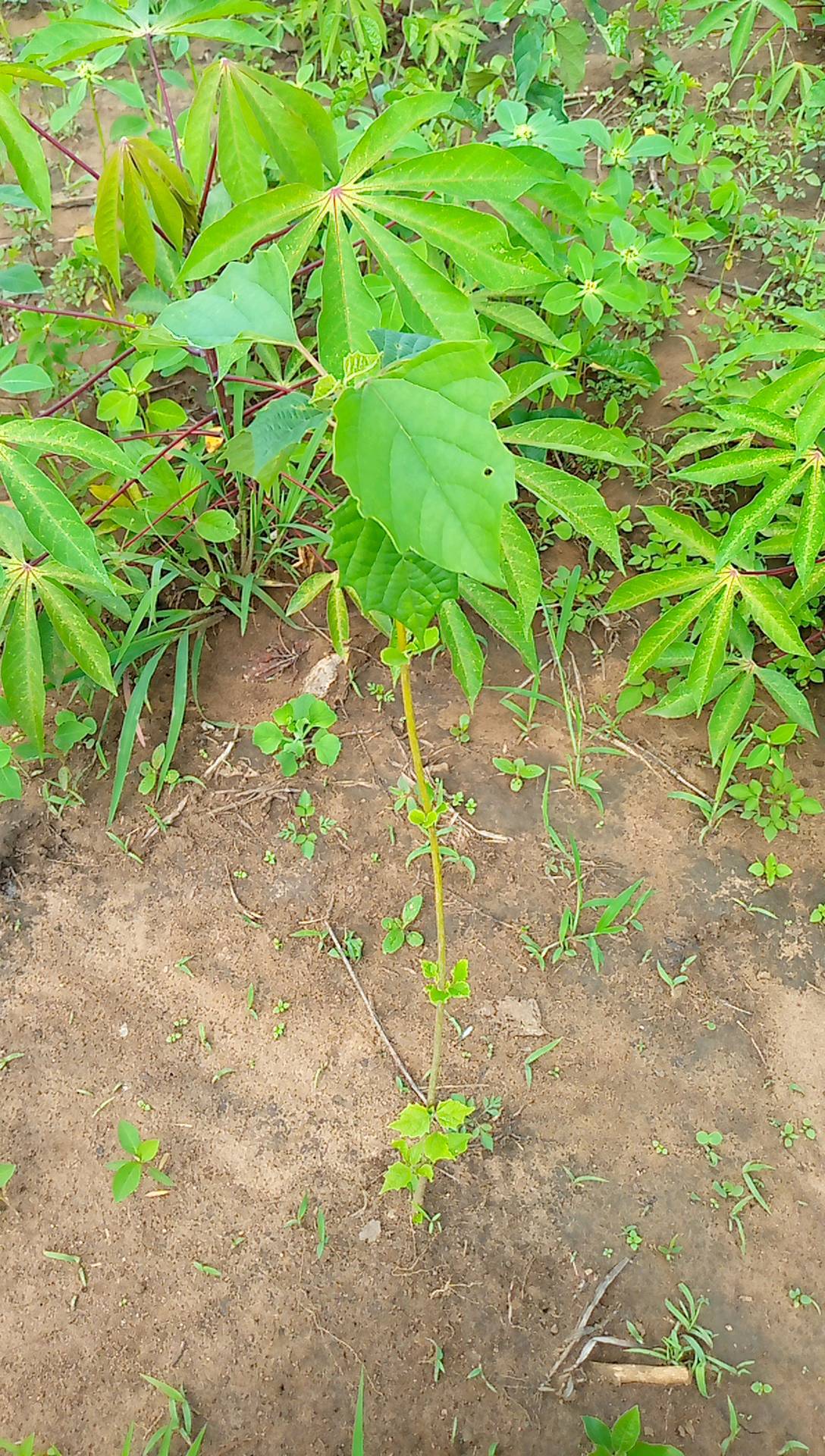 tree