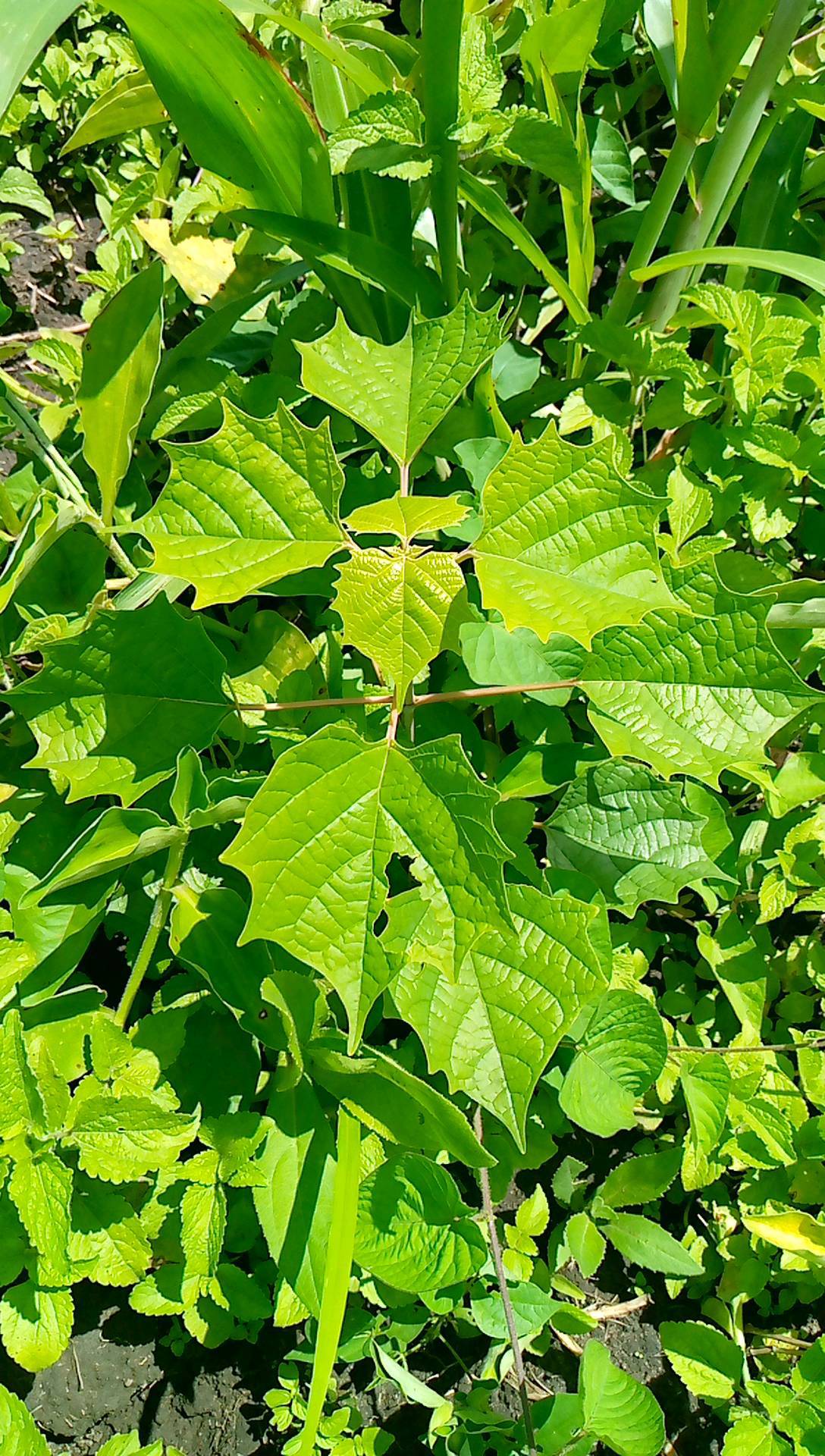 tree