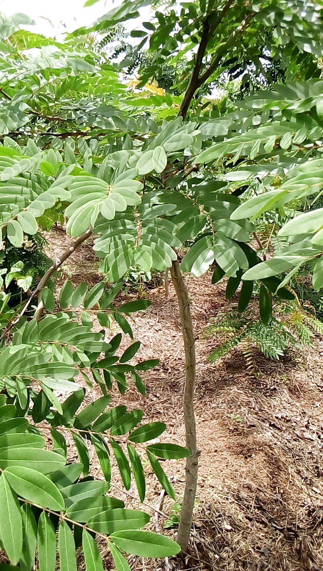 tree