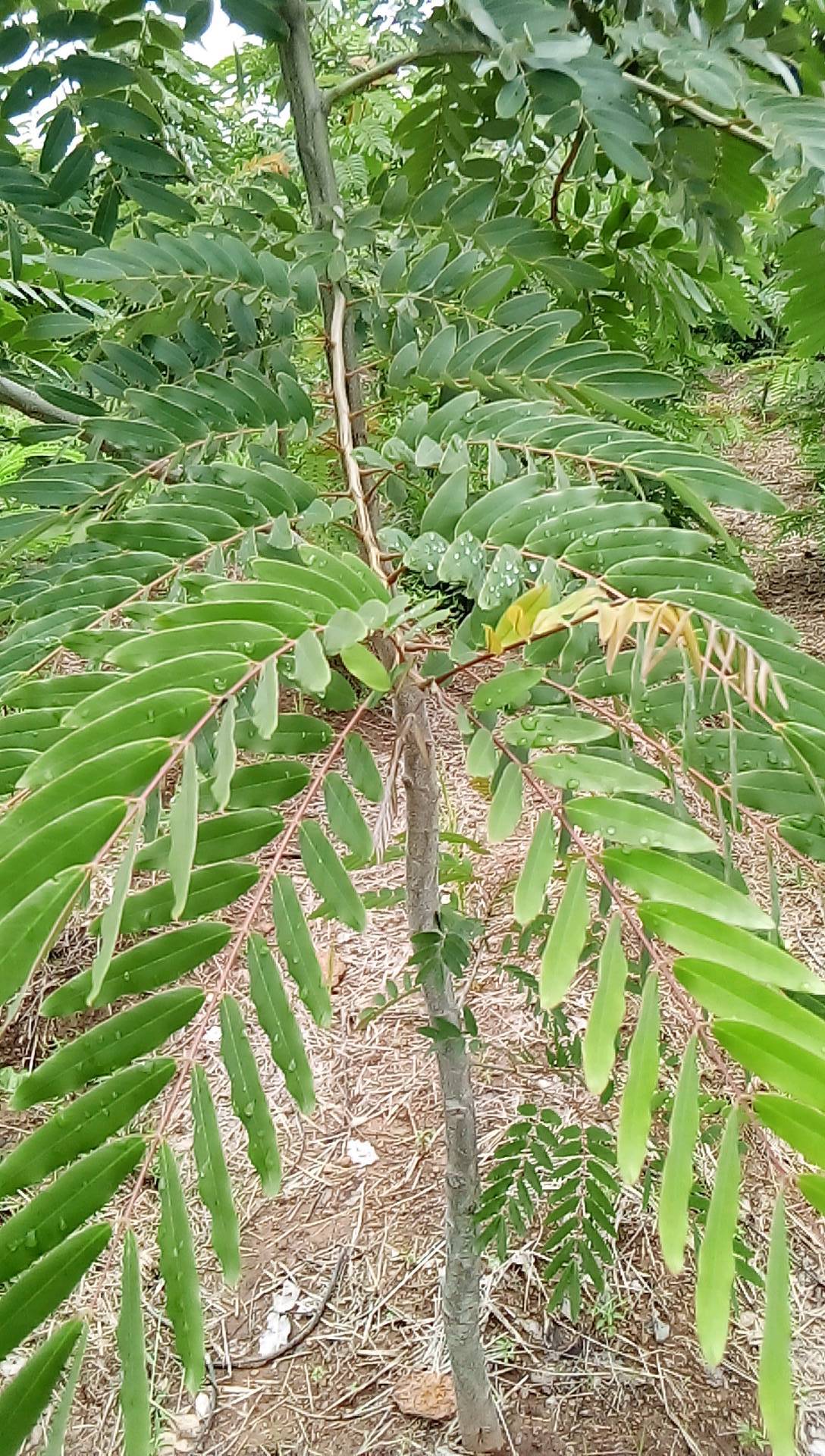 tree
