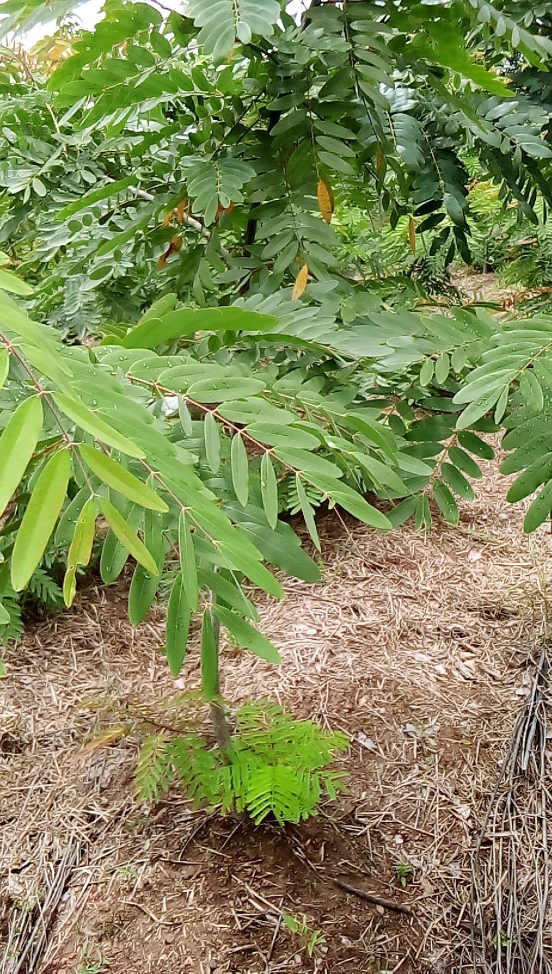 tree