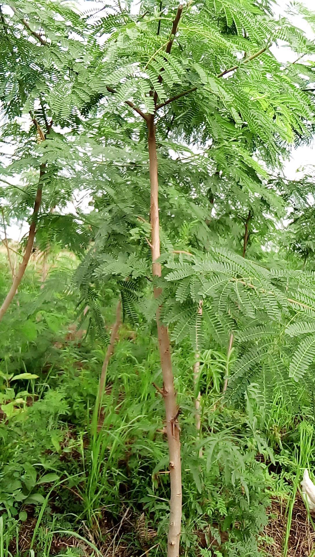 tree