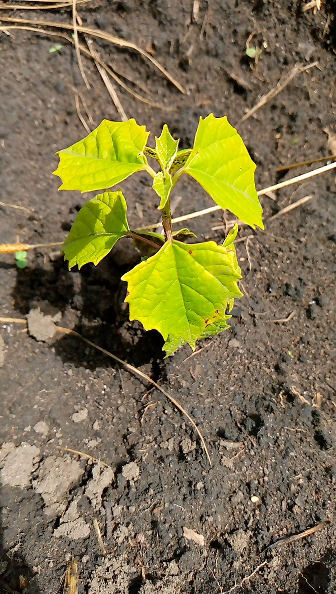 tree
