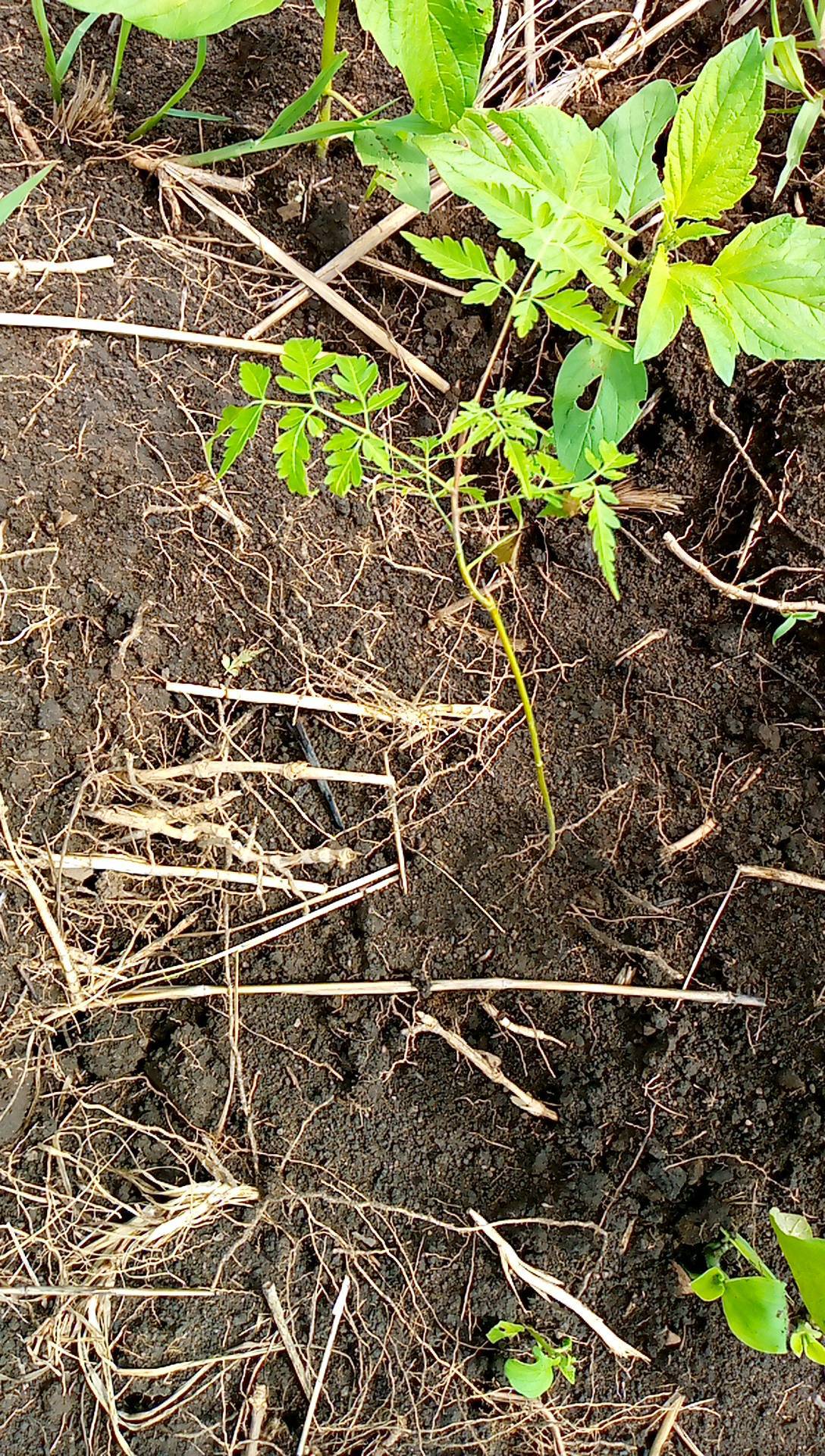 tree