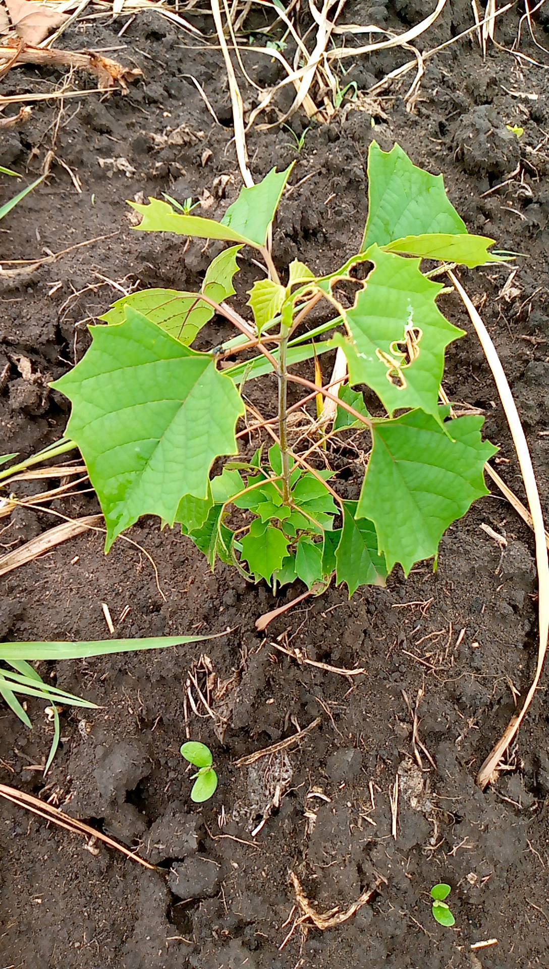 tree