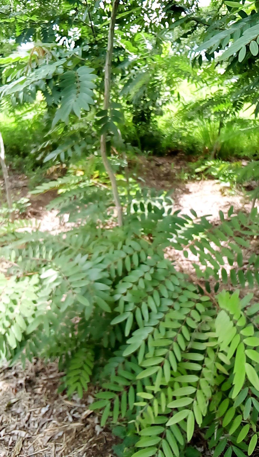 tree