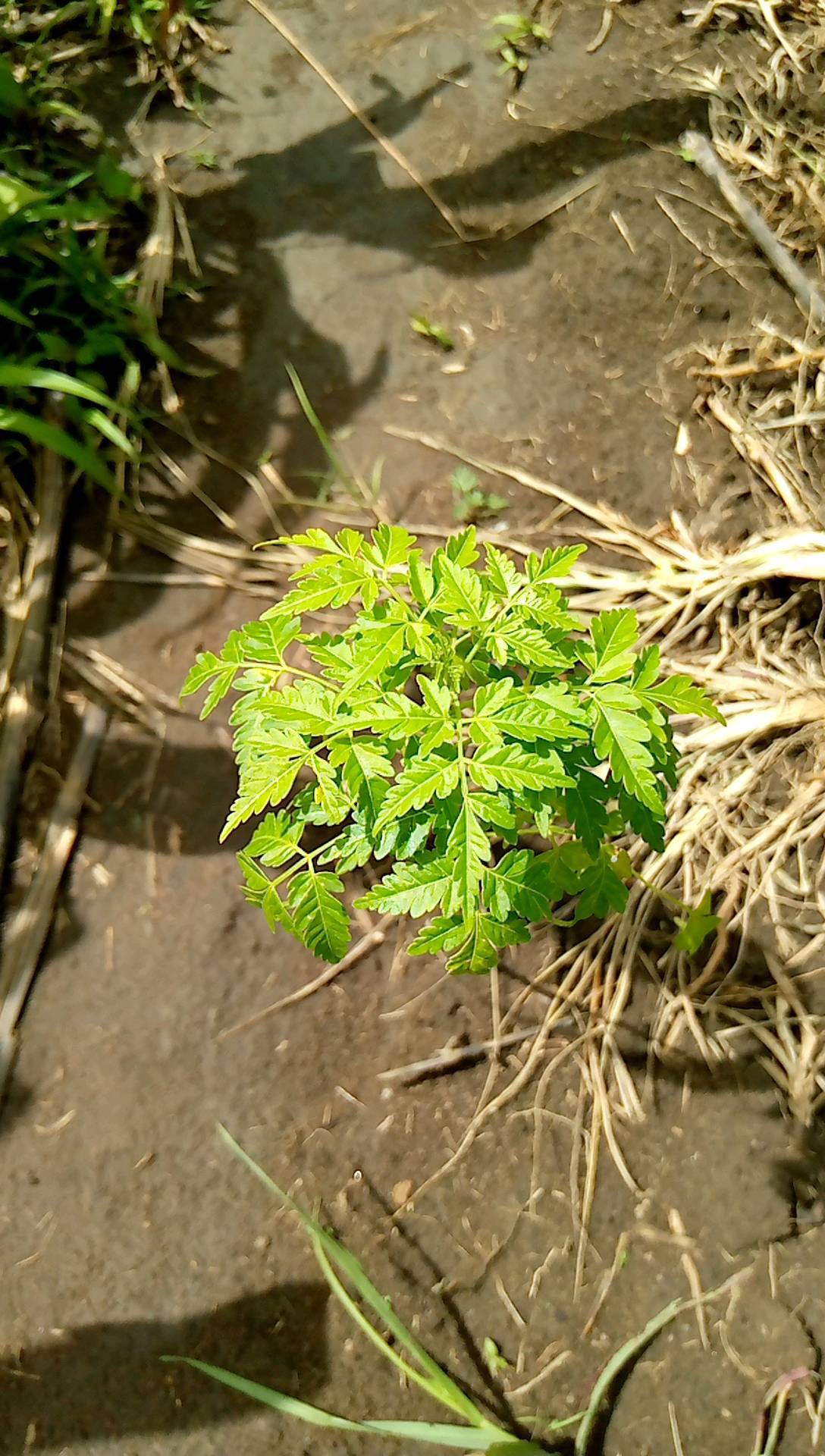 tree