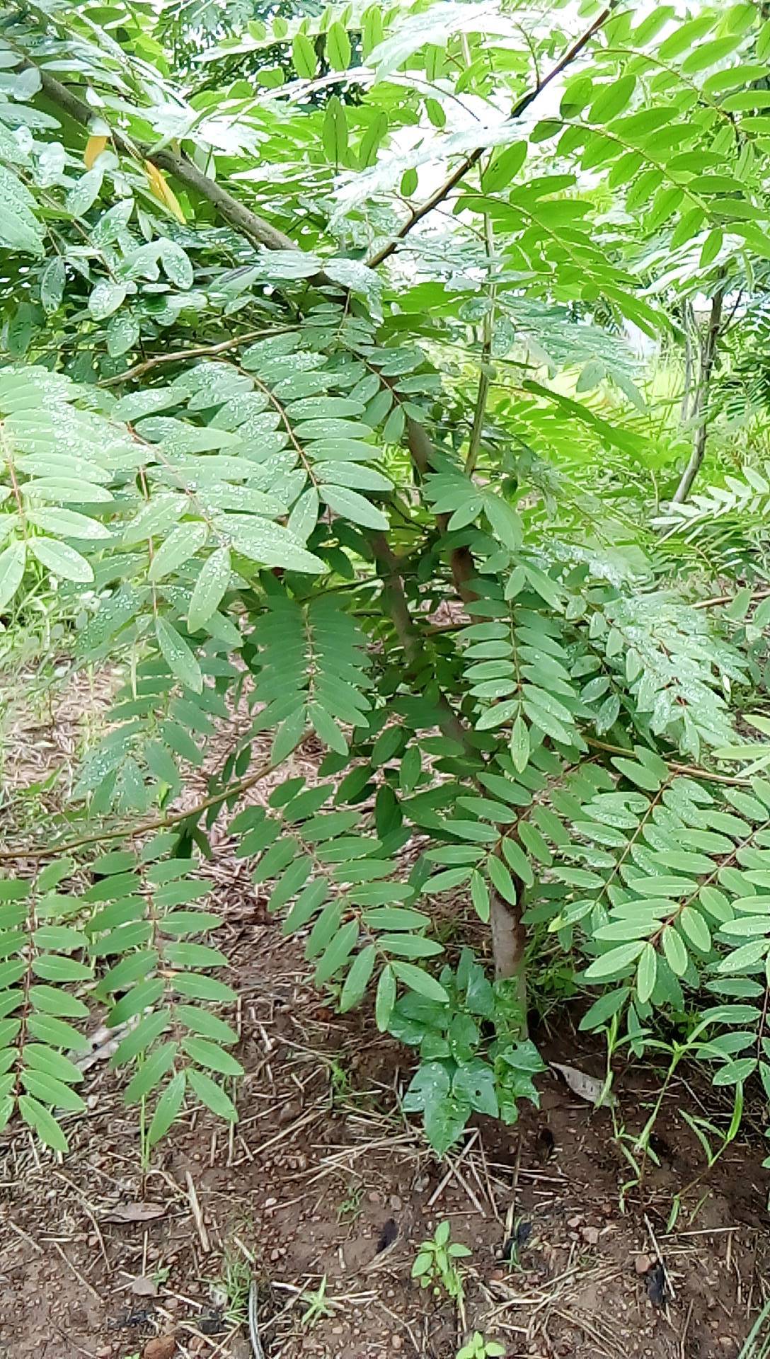 tree
