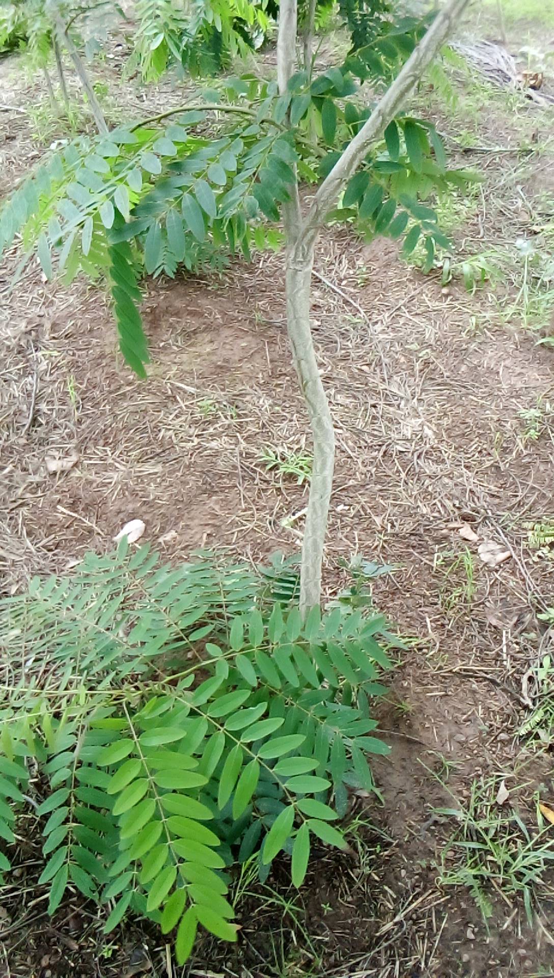 tree