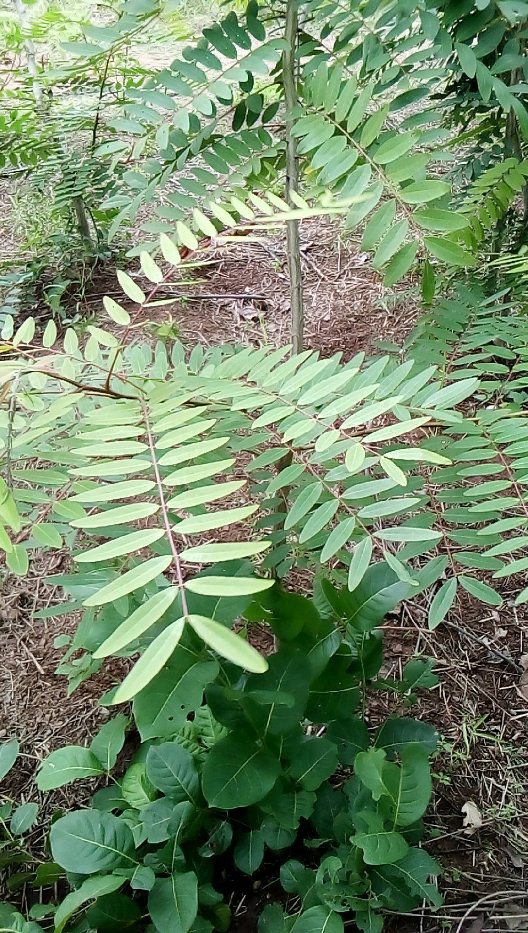 tree