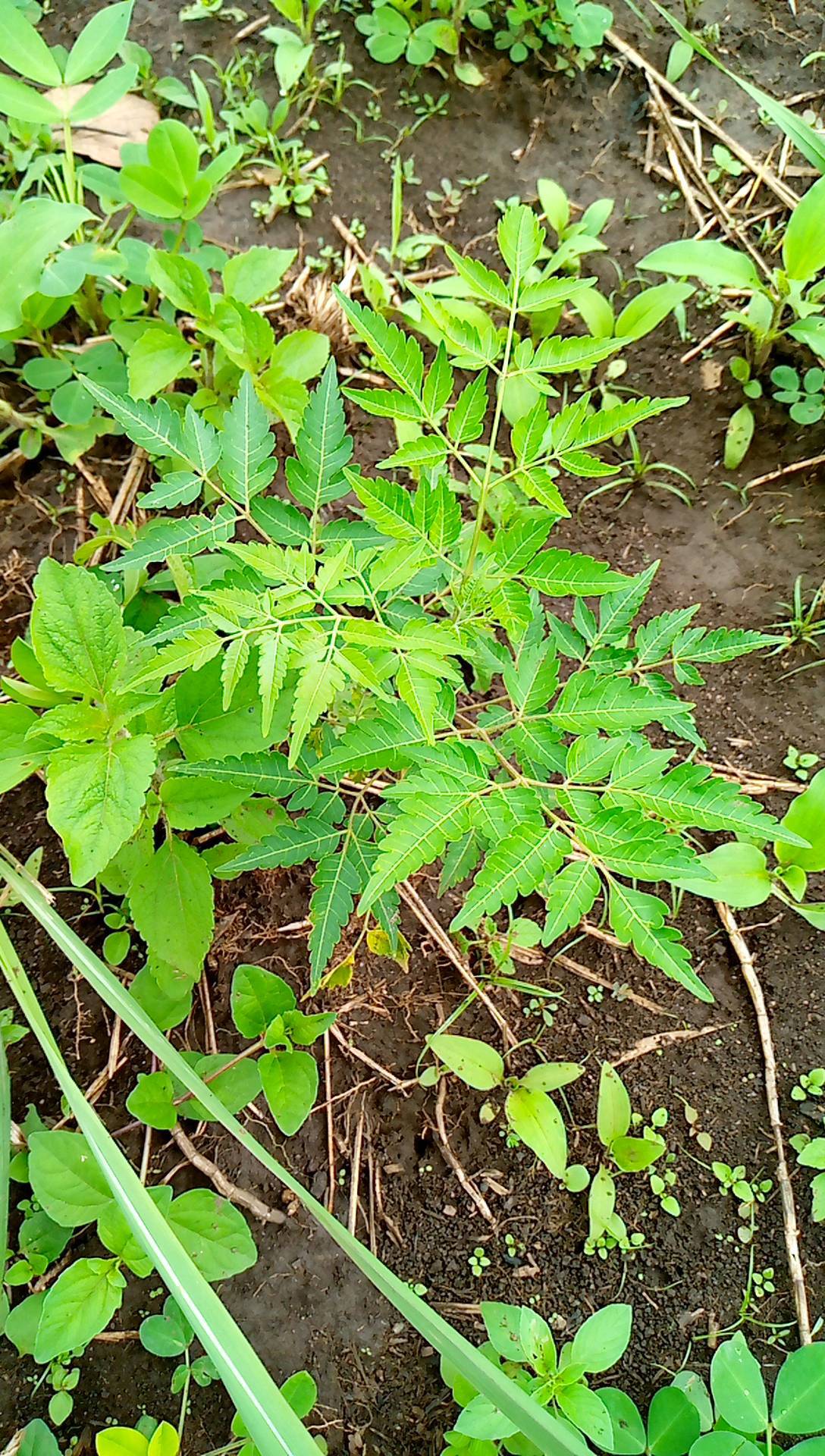 tree