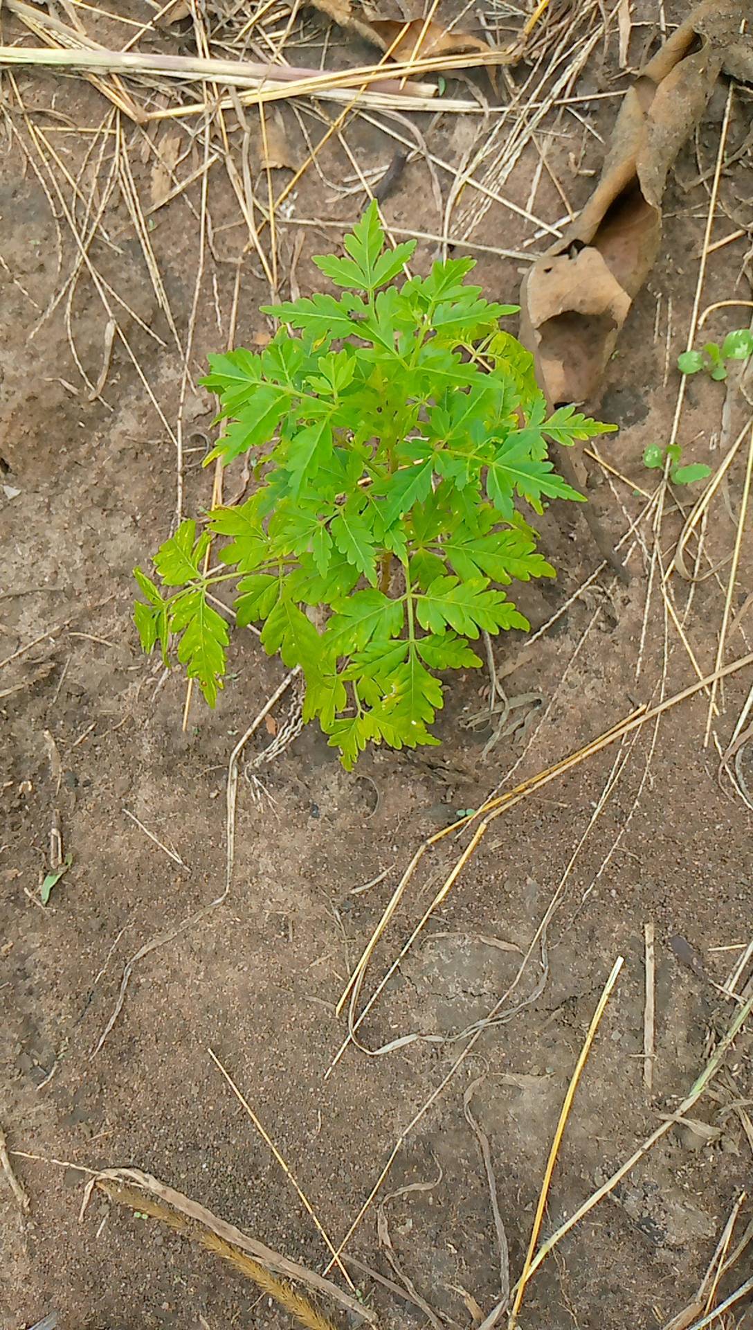tree