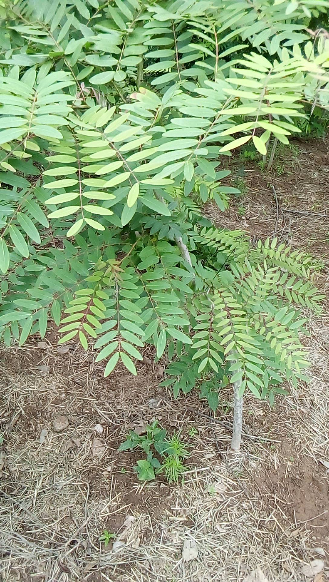 tree