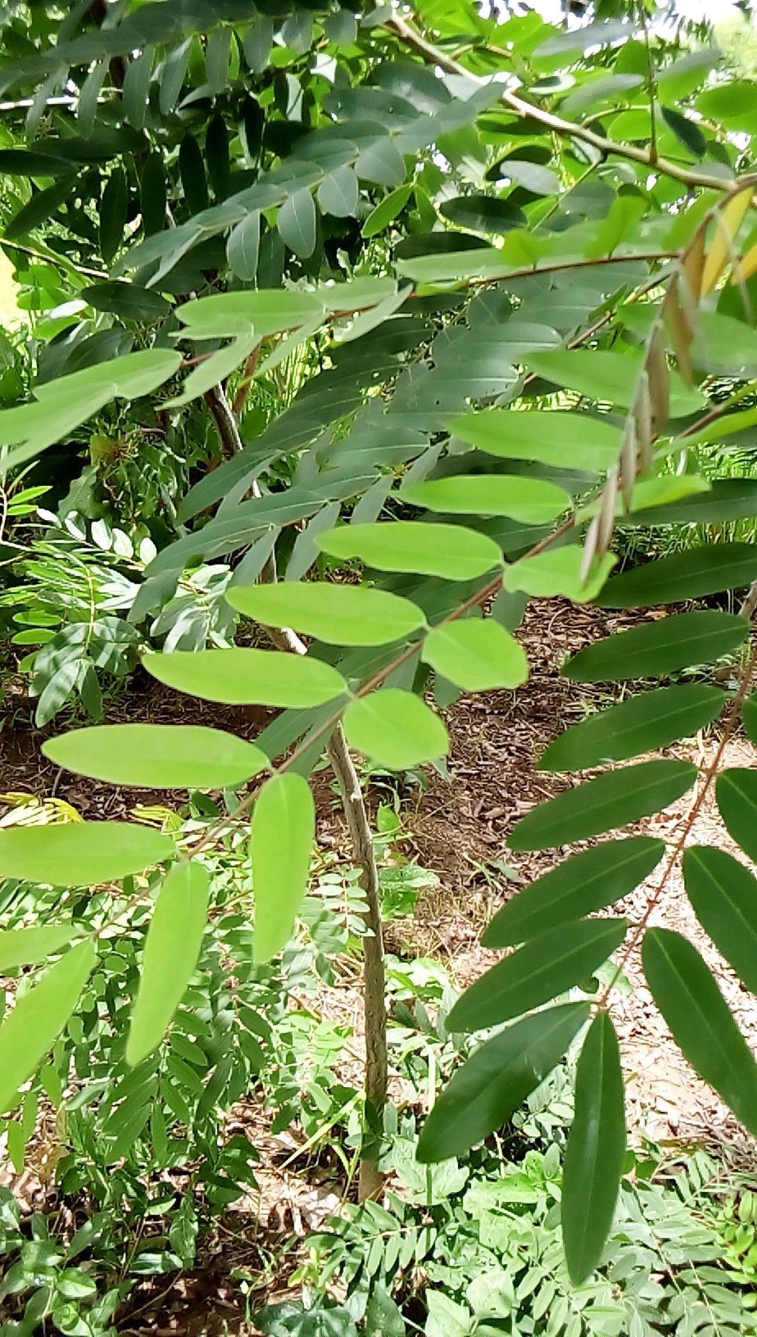 tree