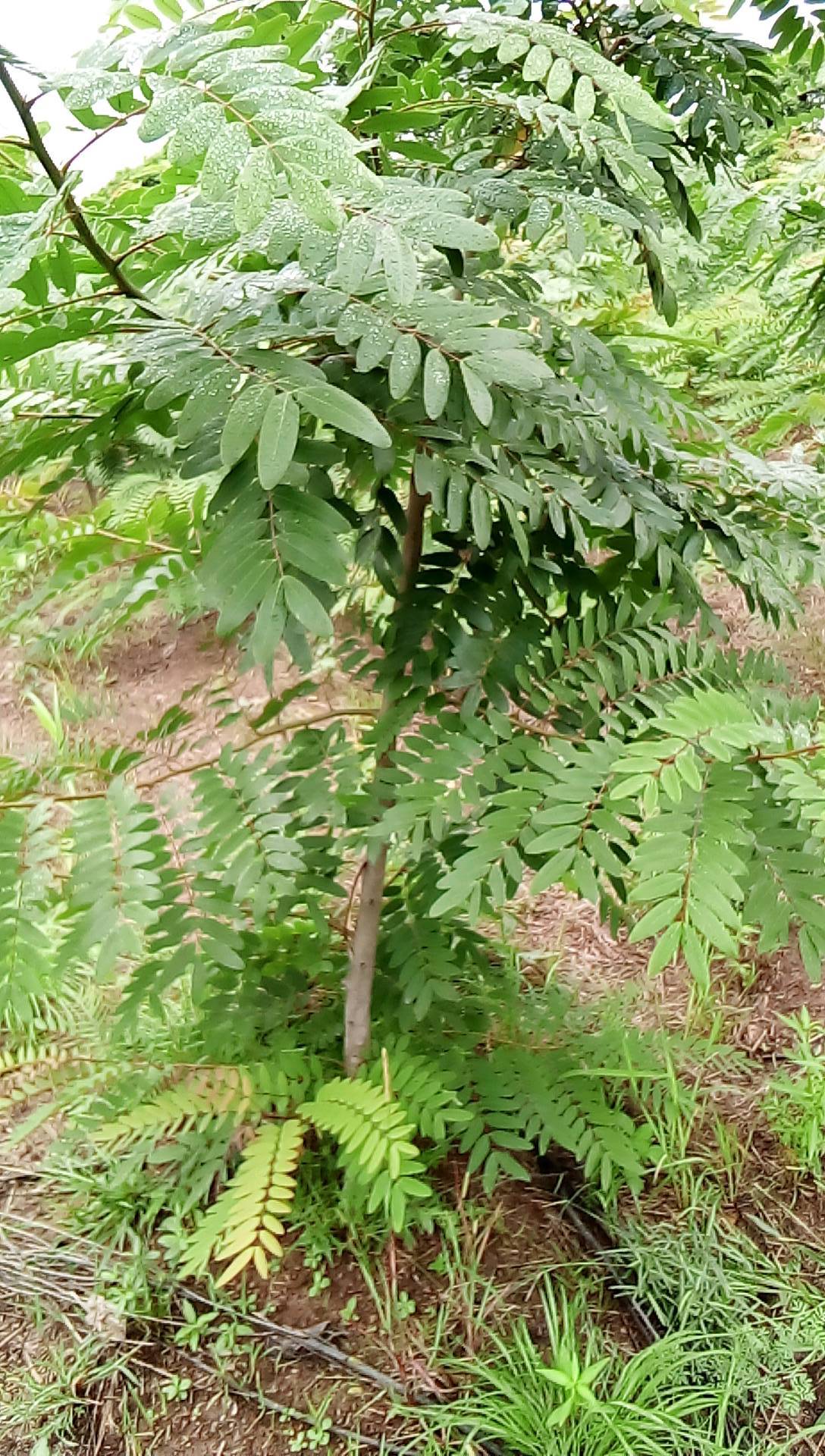 tree