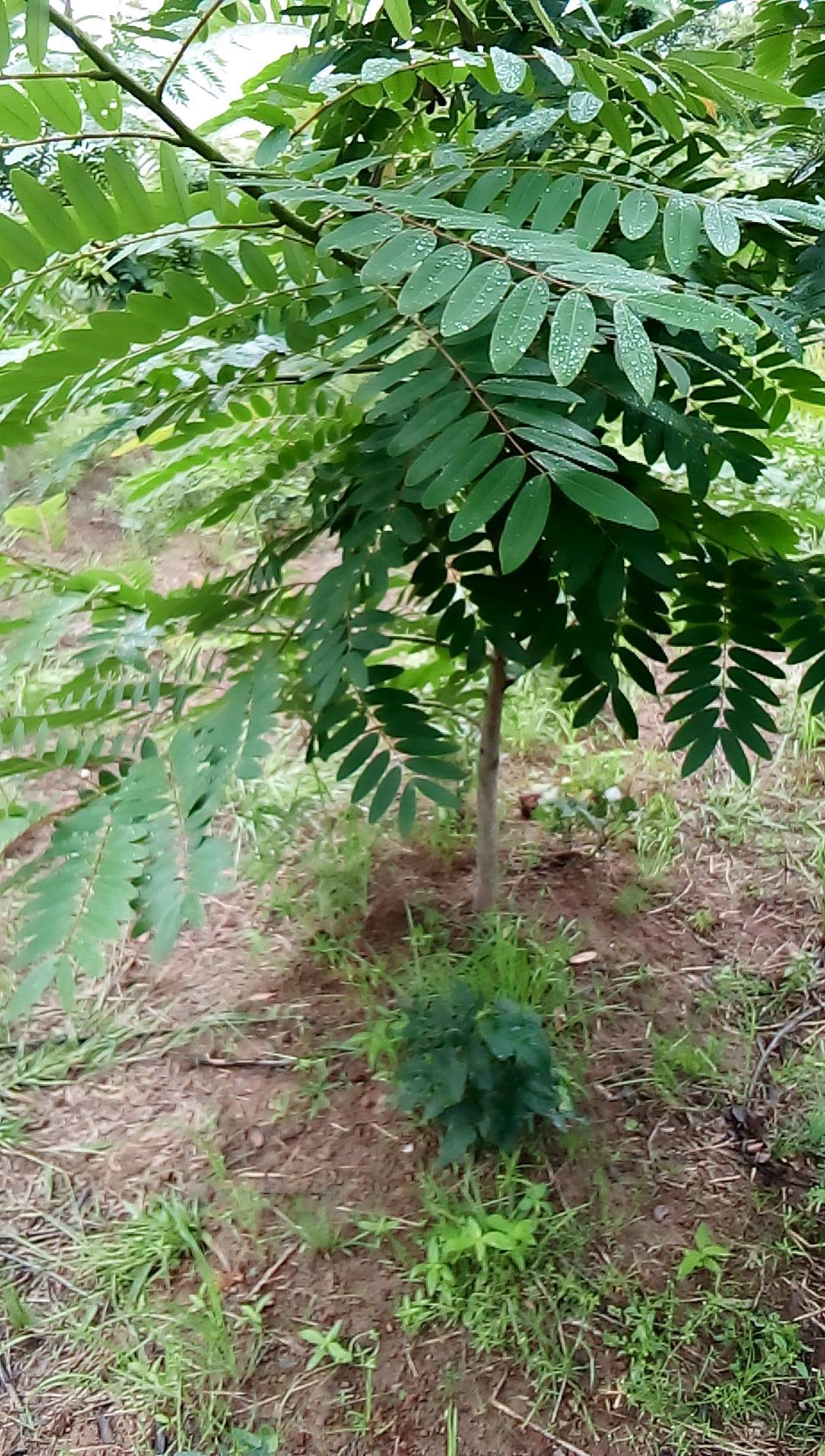 tree
