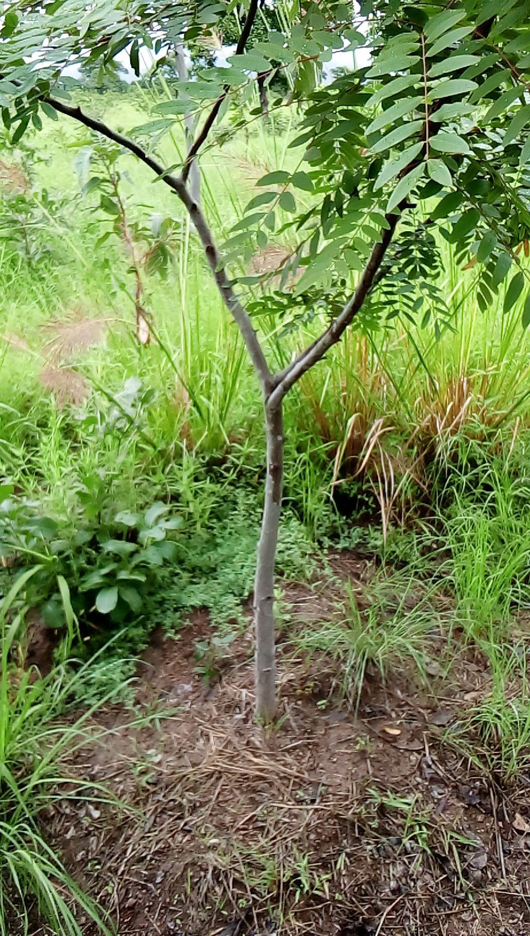 tree