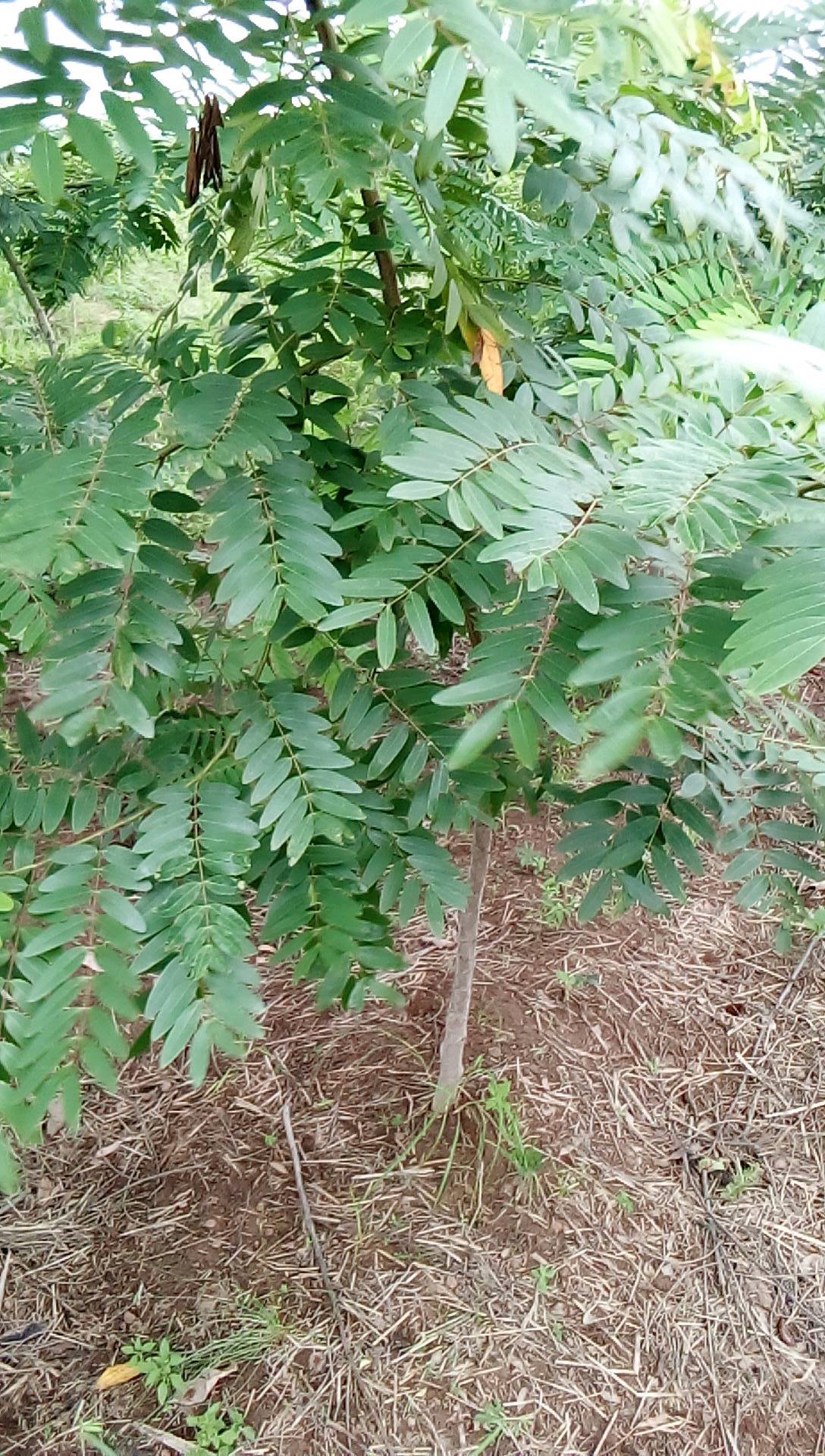 tree