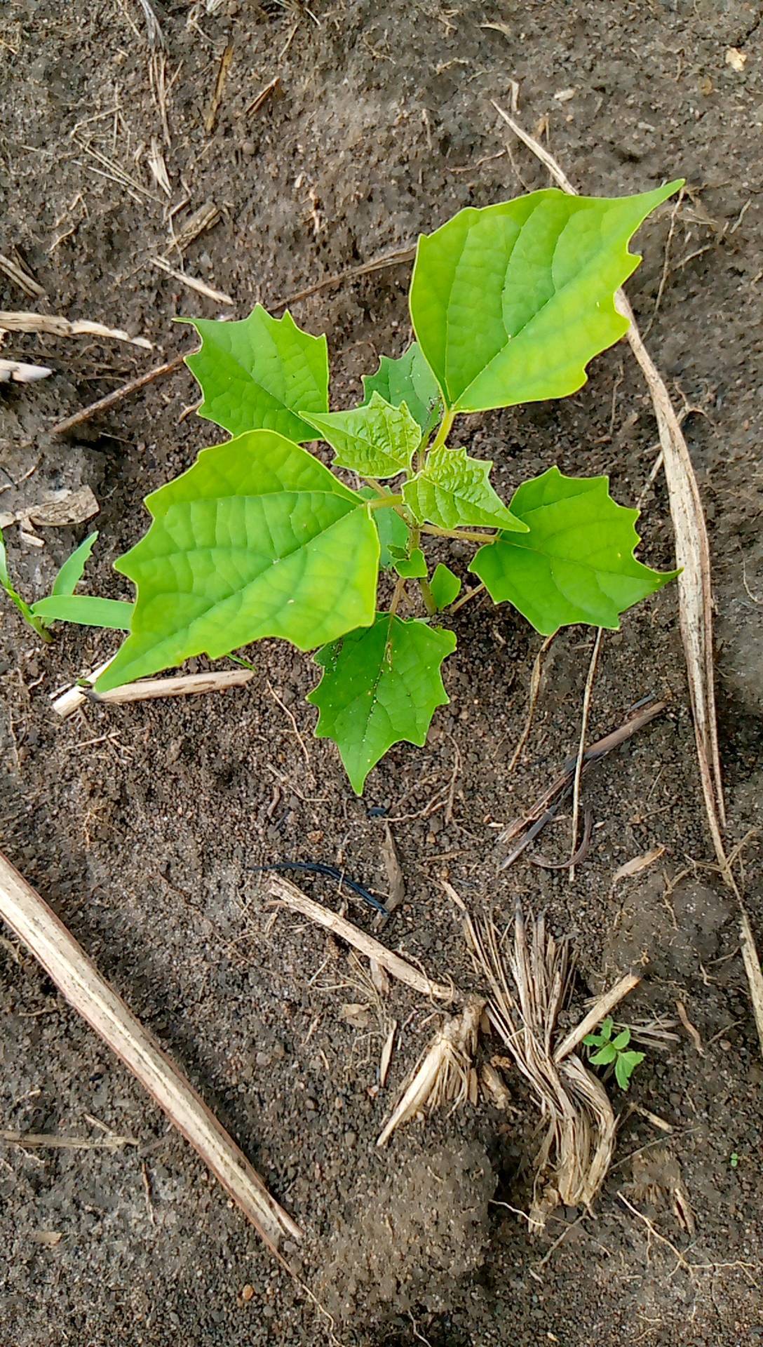 tree