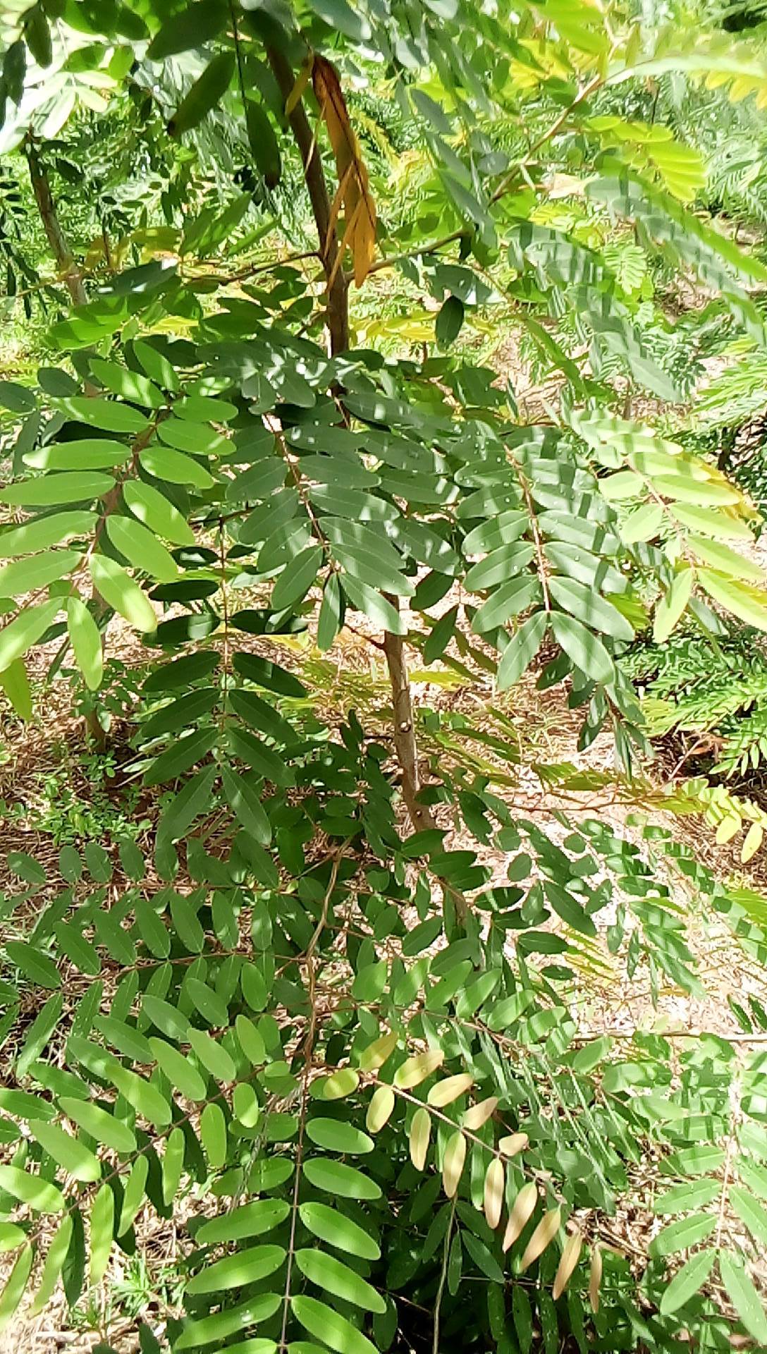 tree