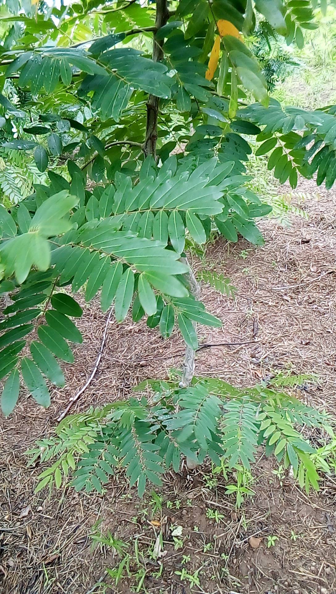 tree