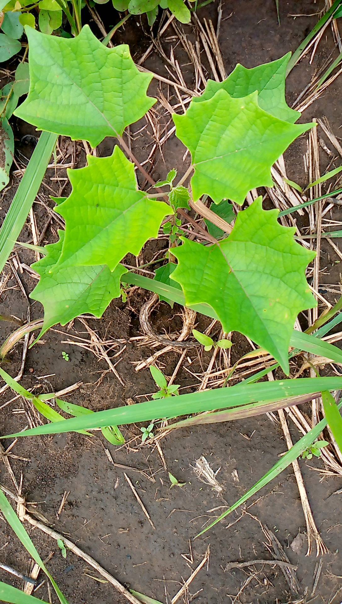 tree