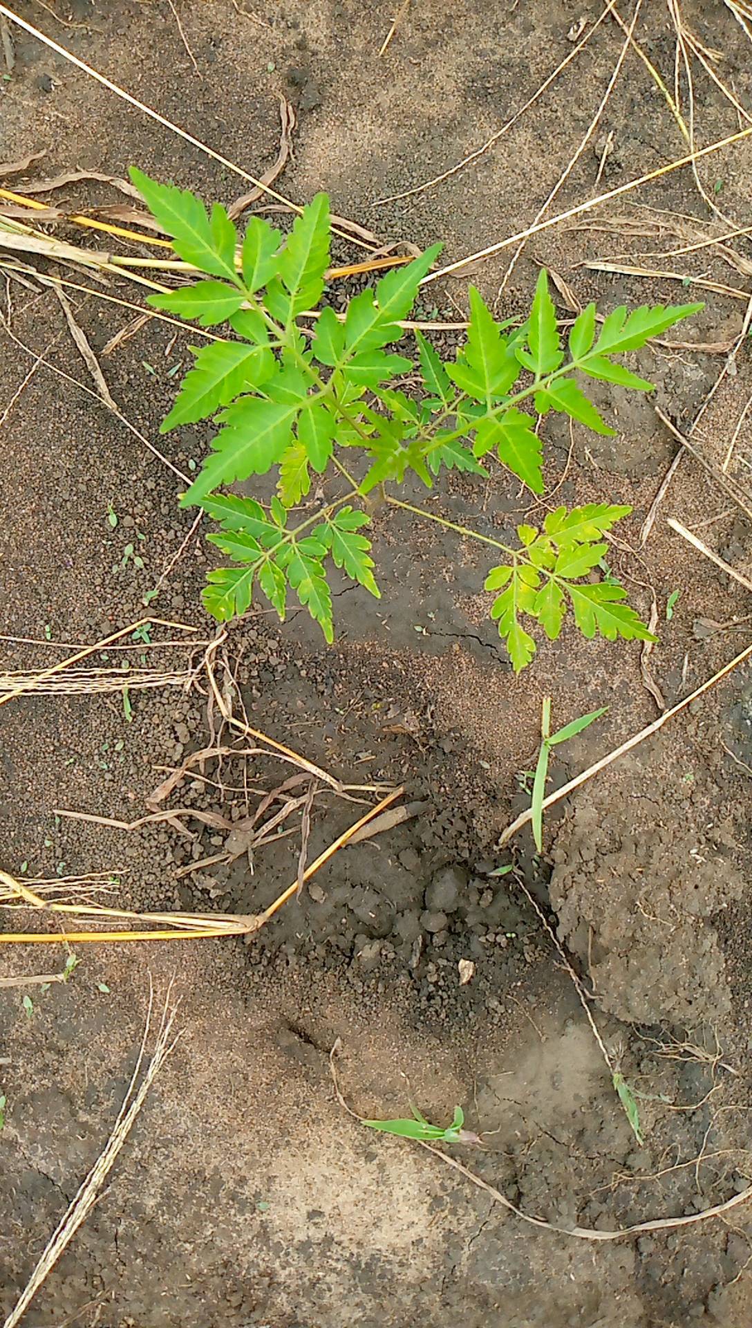 tree