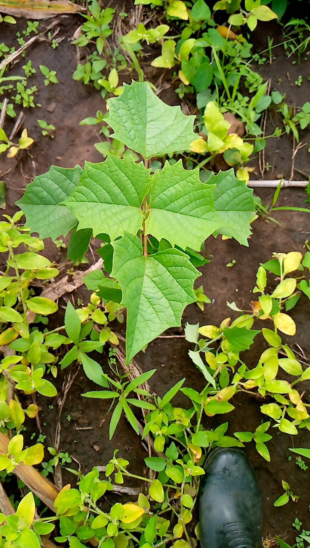 tree